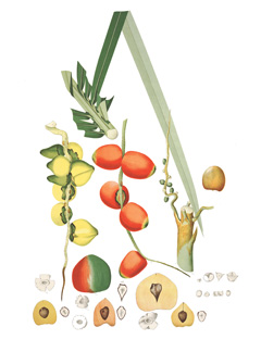 Bactris gasipaes Peach Palm, Pupunha Bactris gasipaes Peach Palm, Pupunha